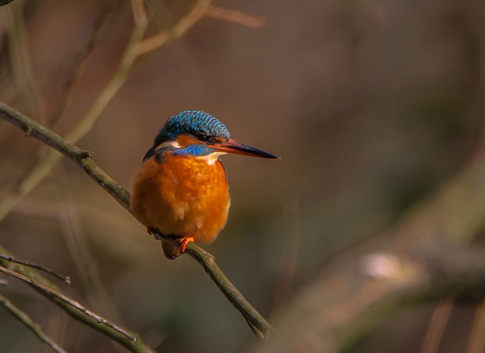 Eisvogel