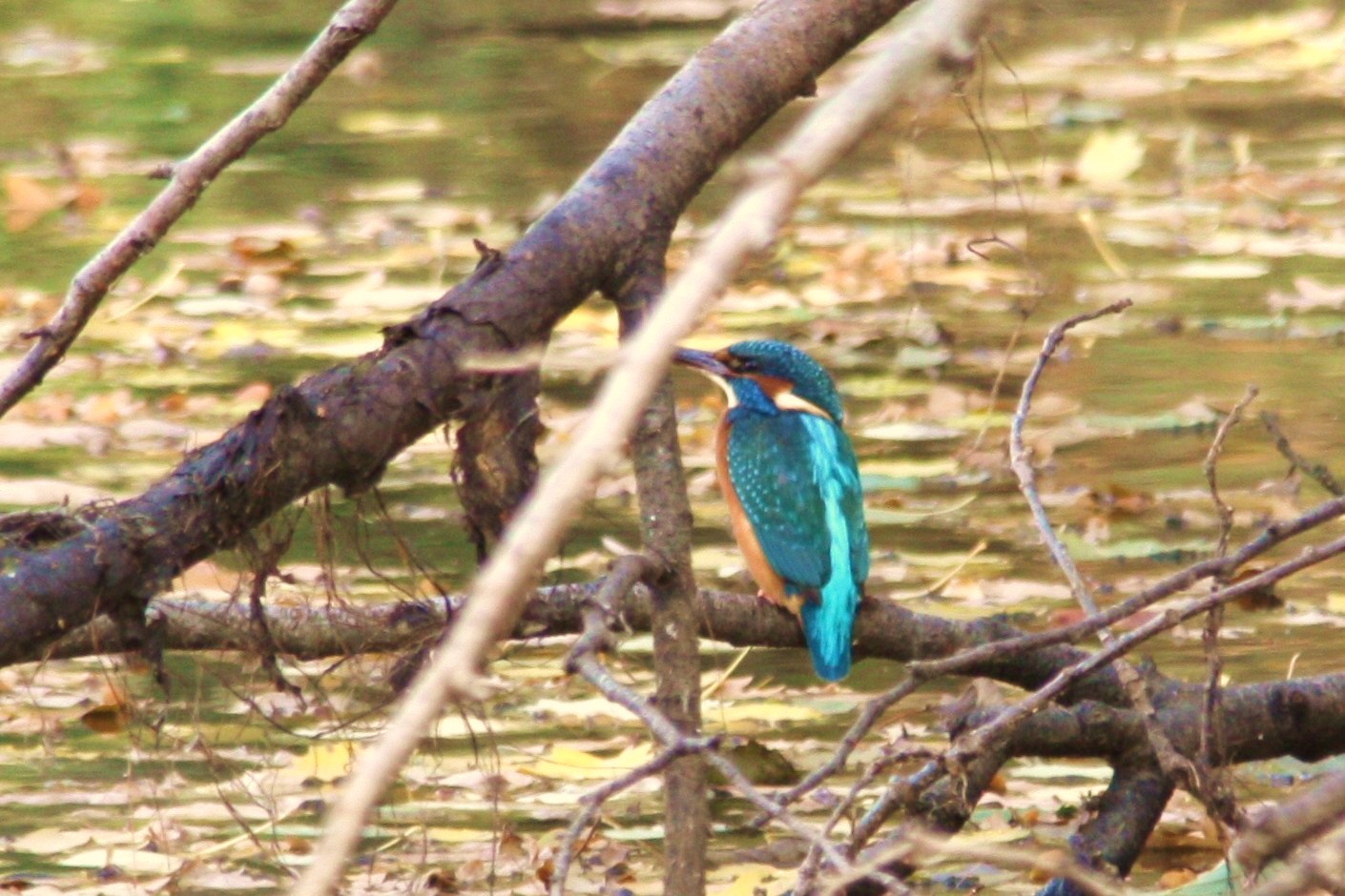 Eisvogel