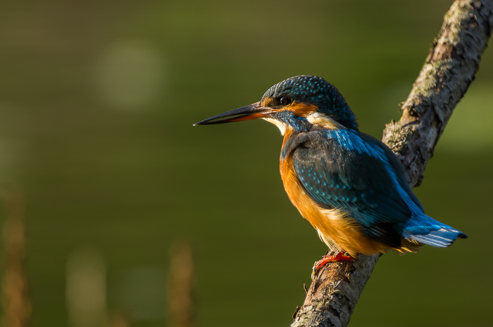 Eisvogel