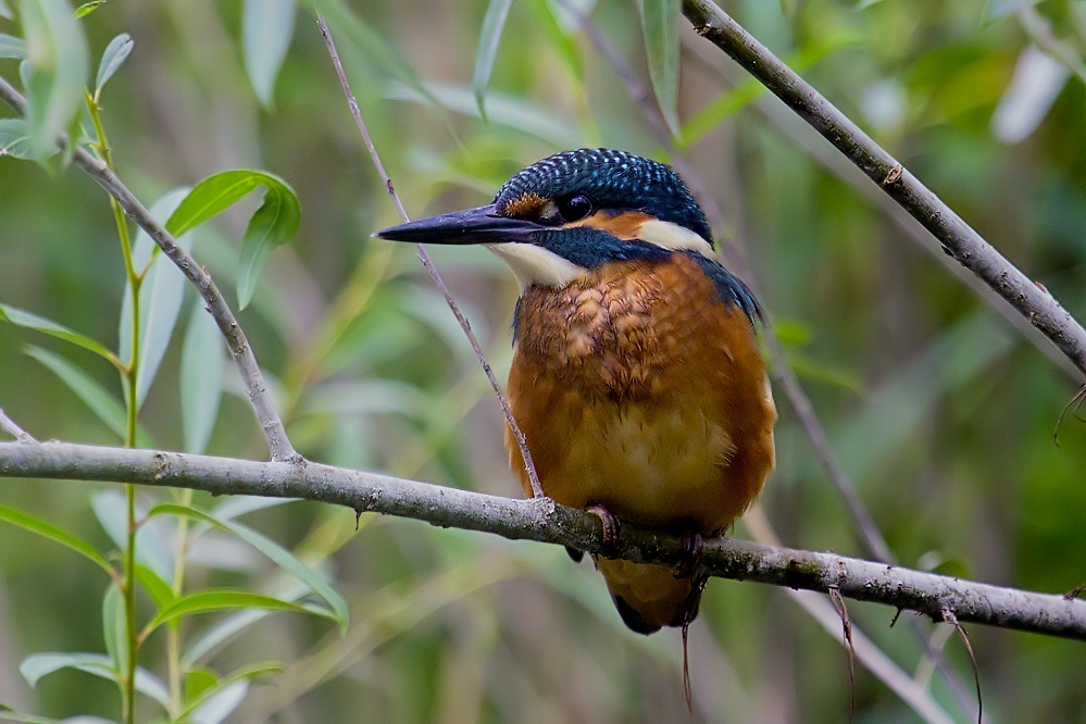 Eisvogel