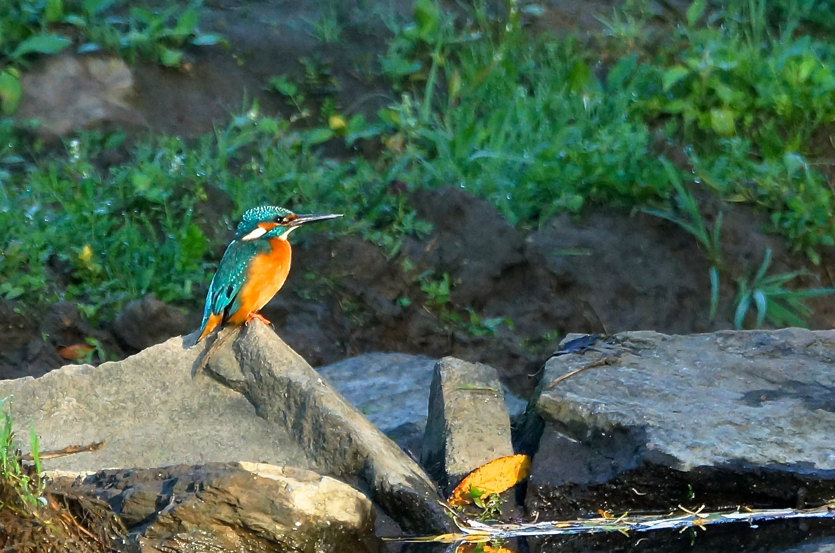 Eisvogel.