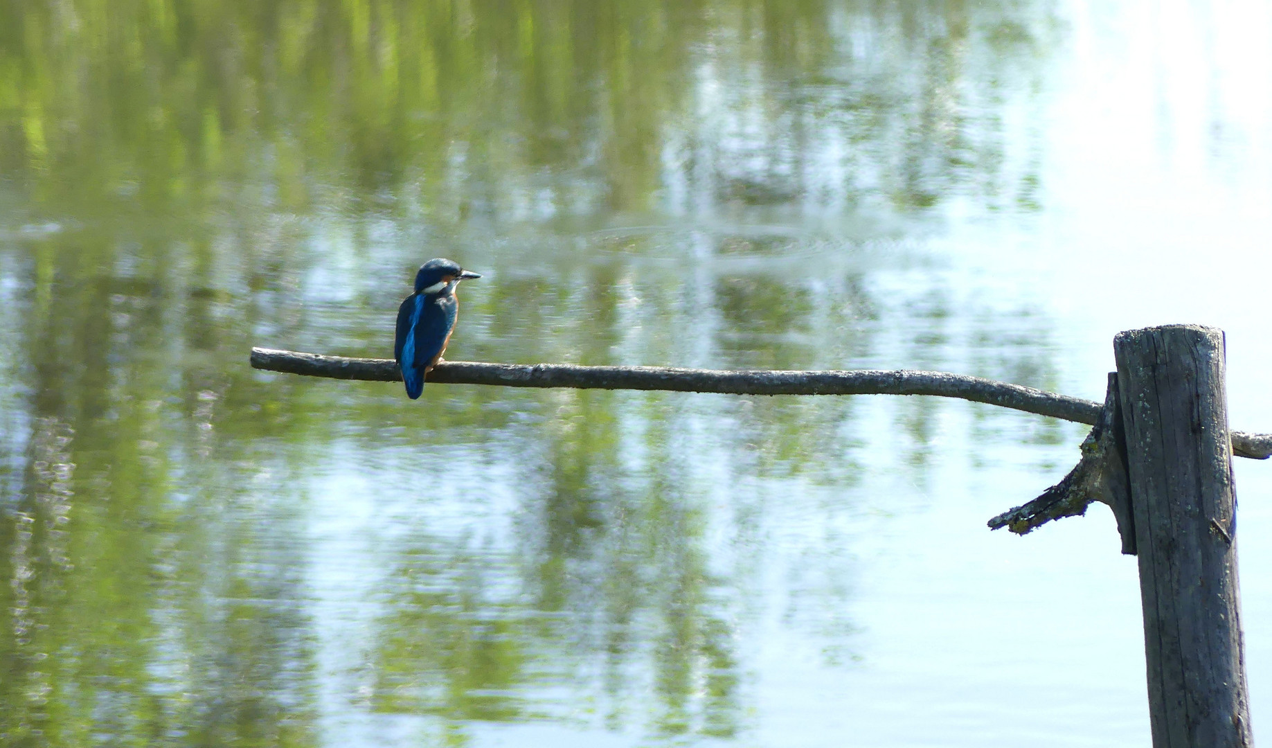 Eisvogel 