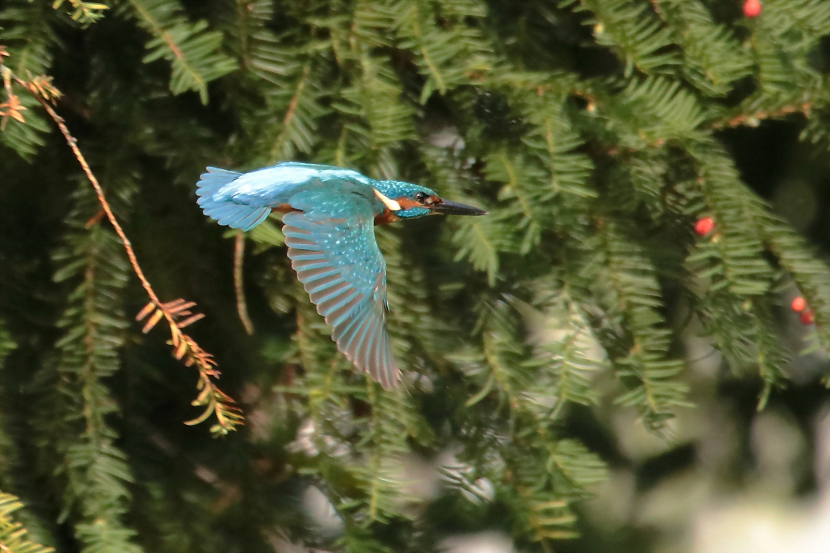 Eisvogel