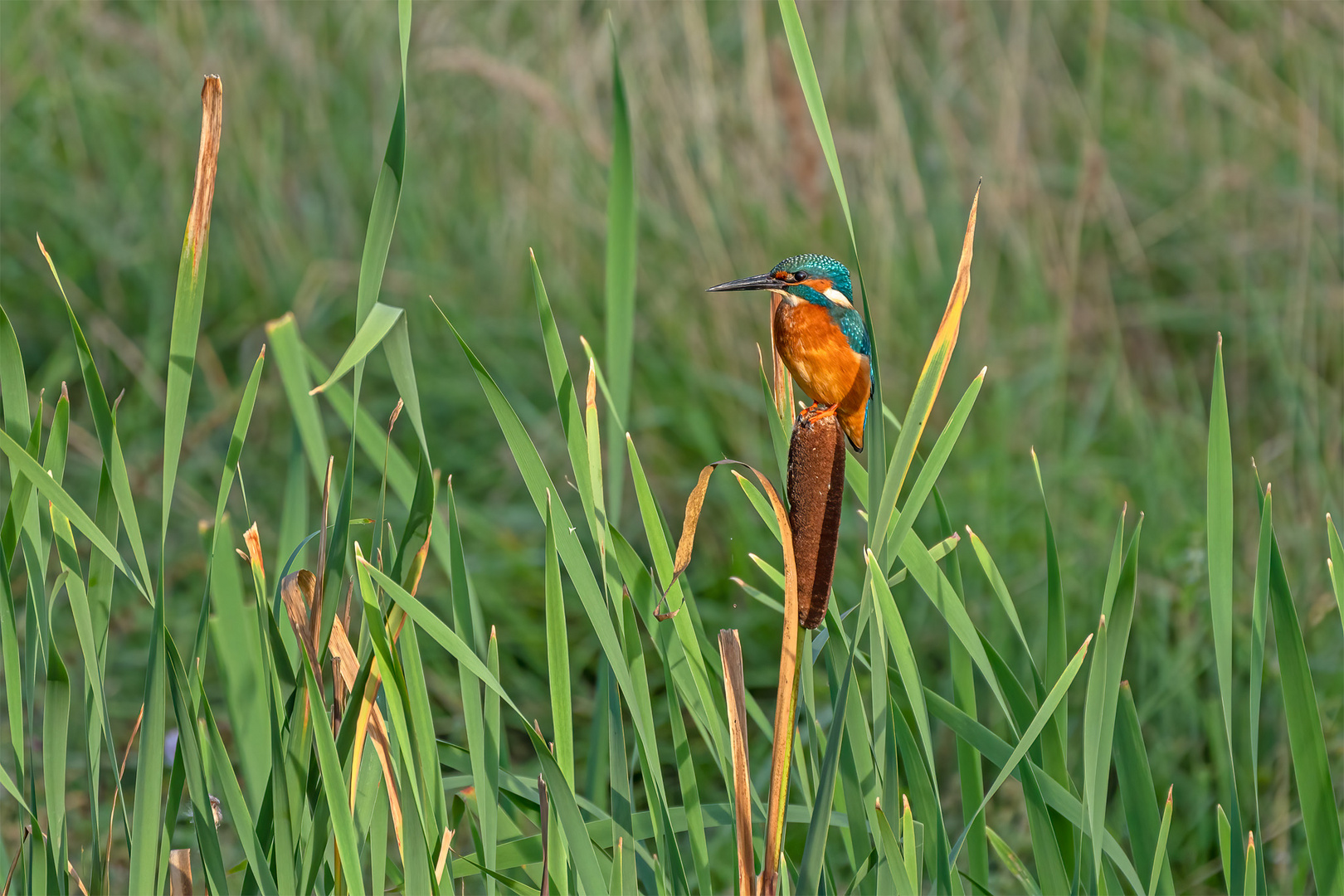 Eisvogel 120