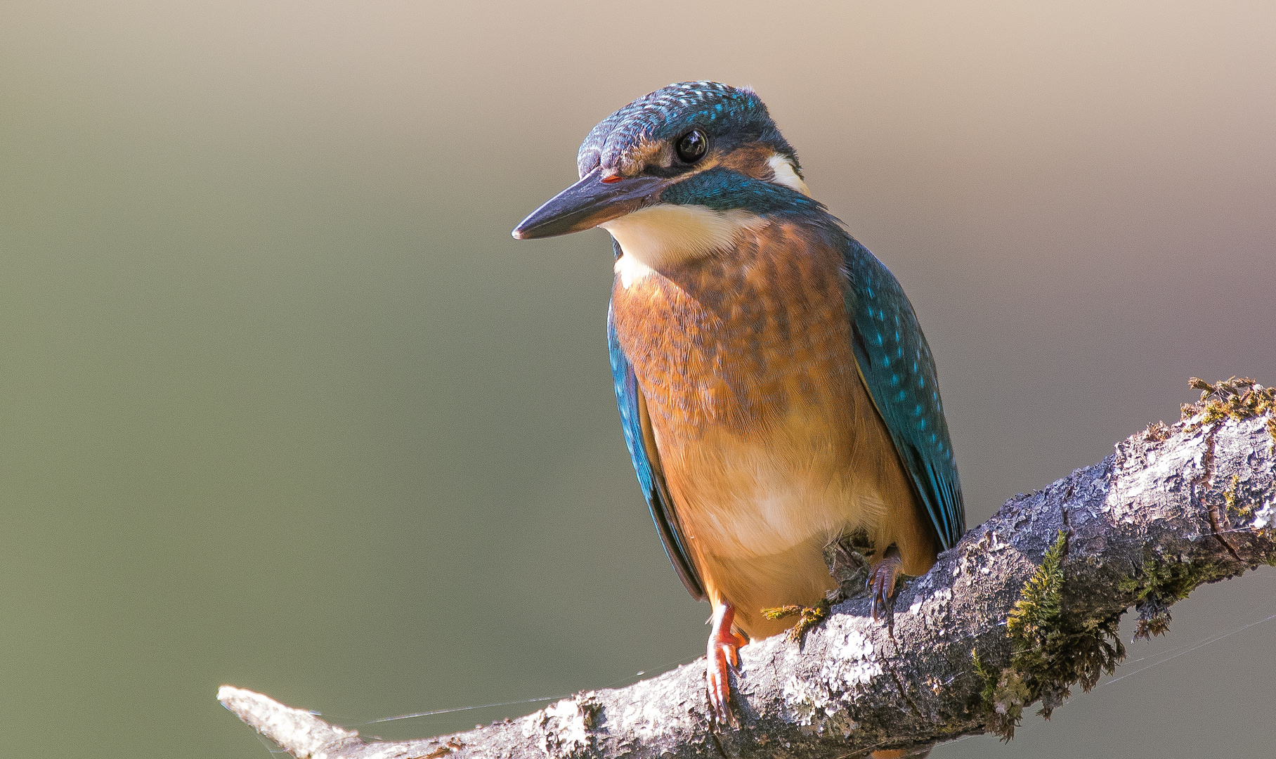 Eisvogel