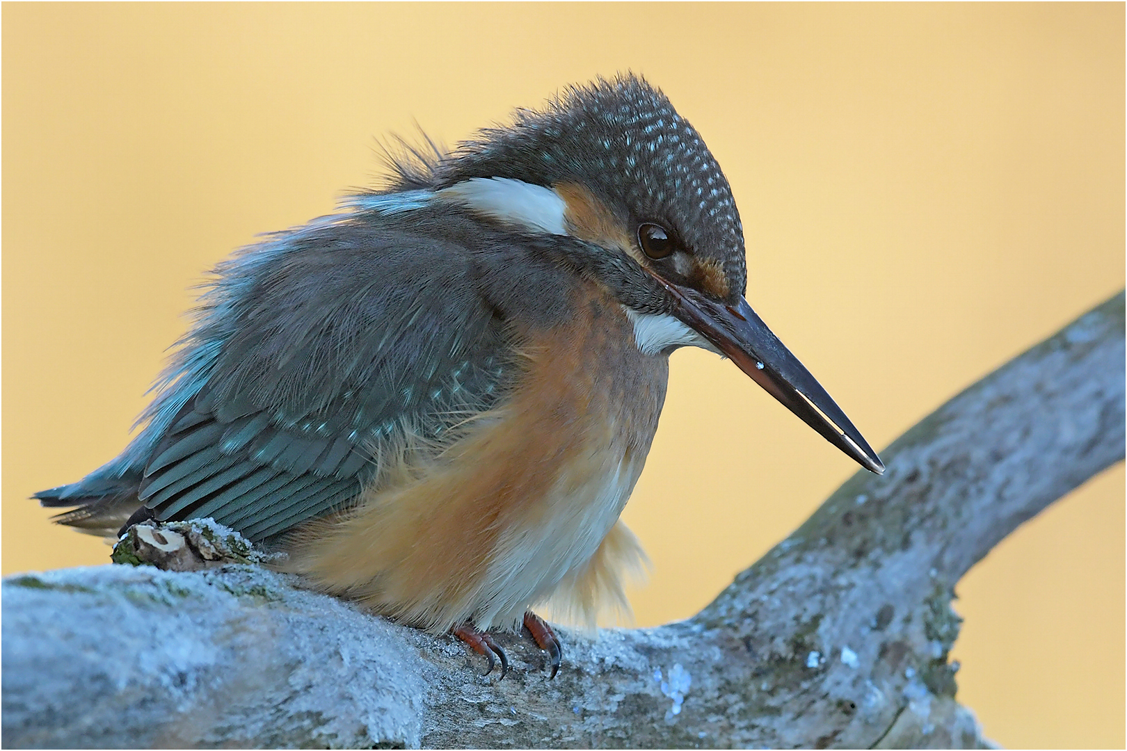 Eisvogel