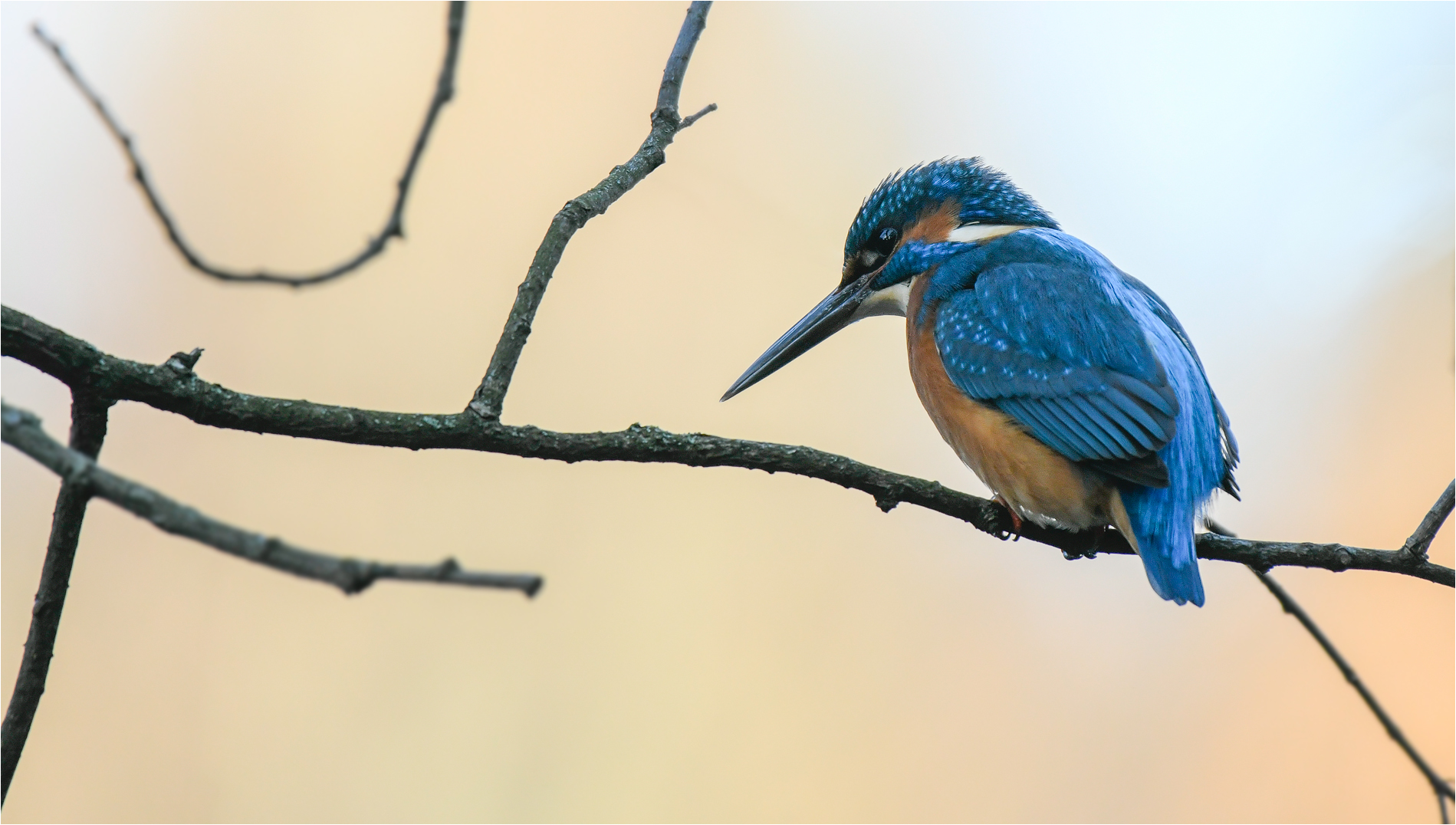 Eisvogel