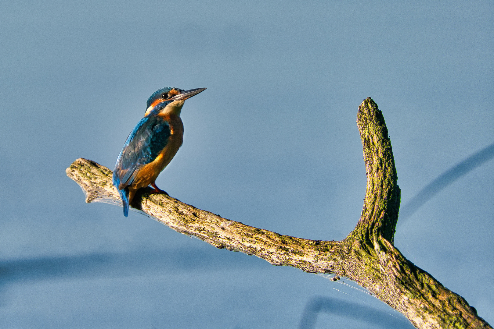 Eisvogel