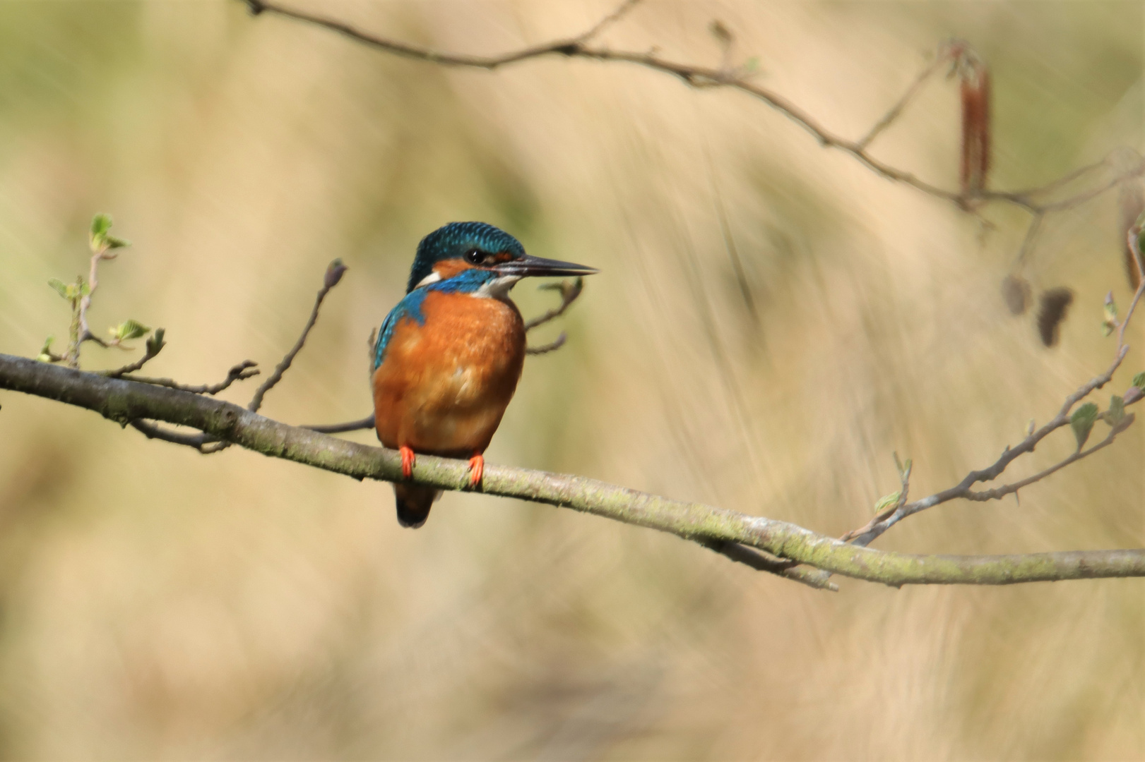 Eisvogel