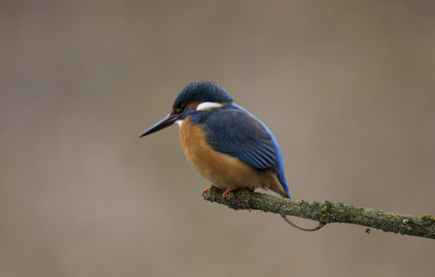 Eisvogel