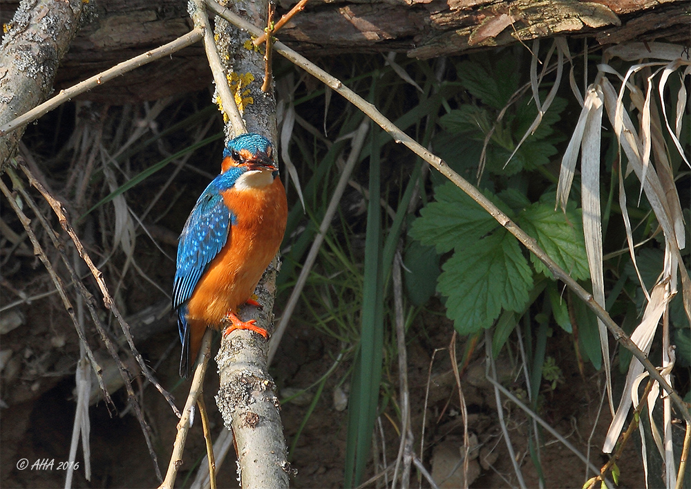 Eisvogel