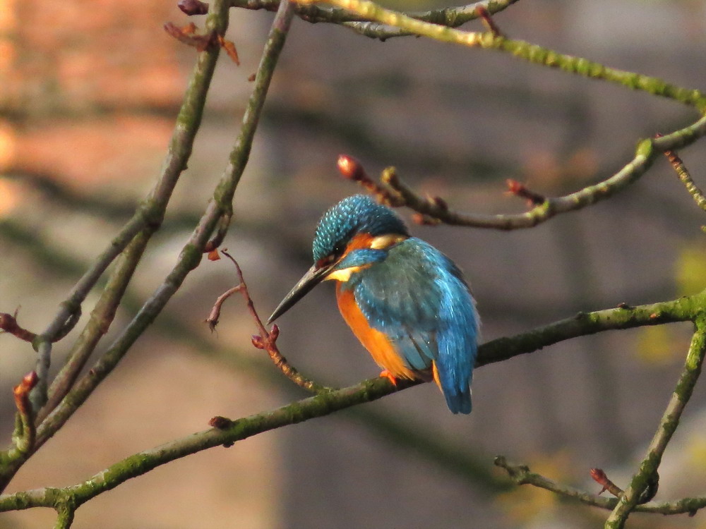 Eisvogel