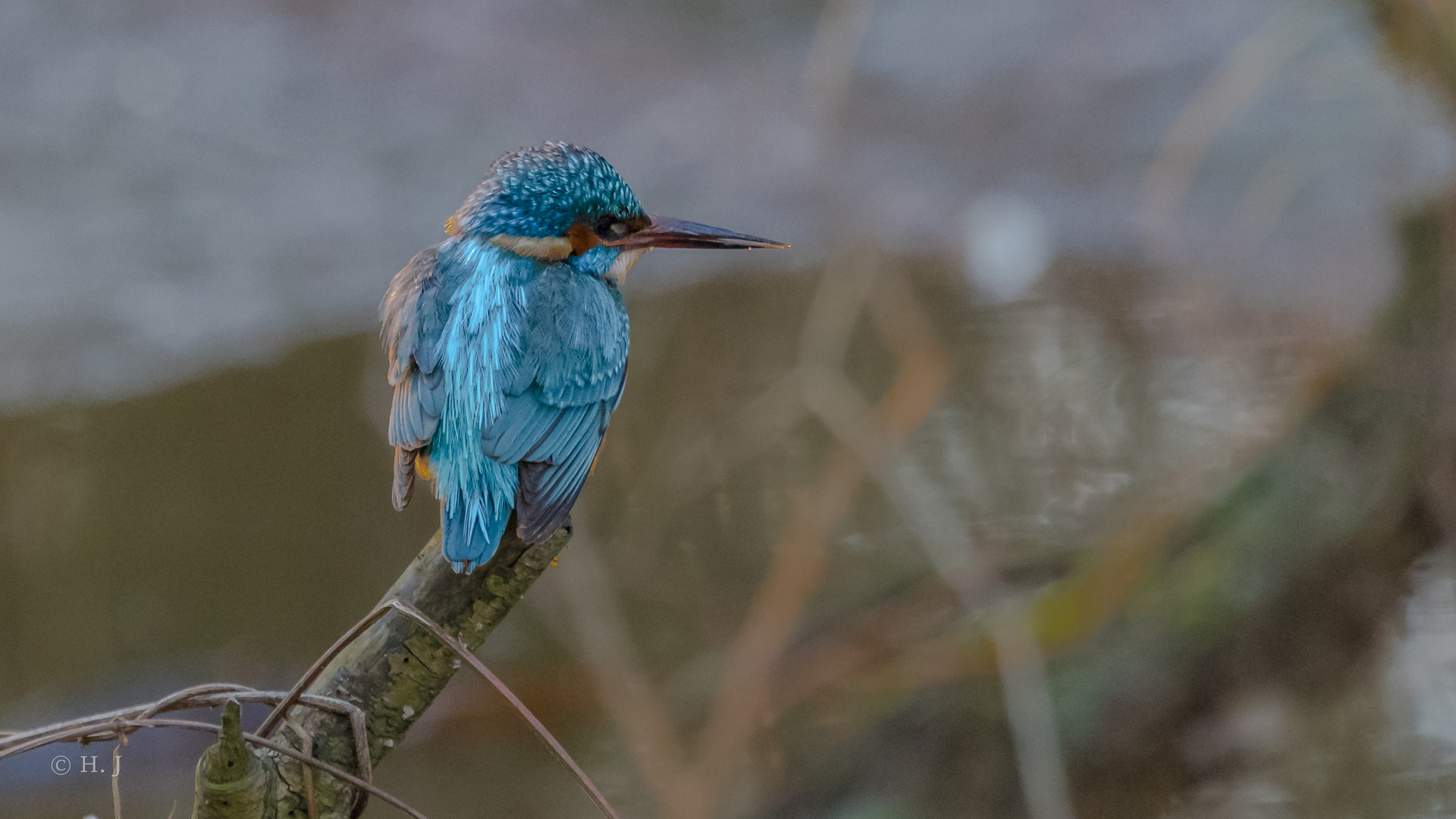 Eisvogel