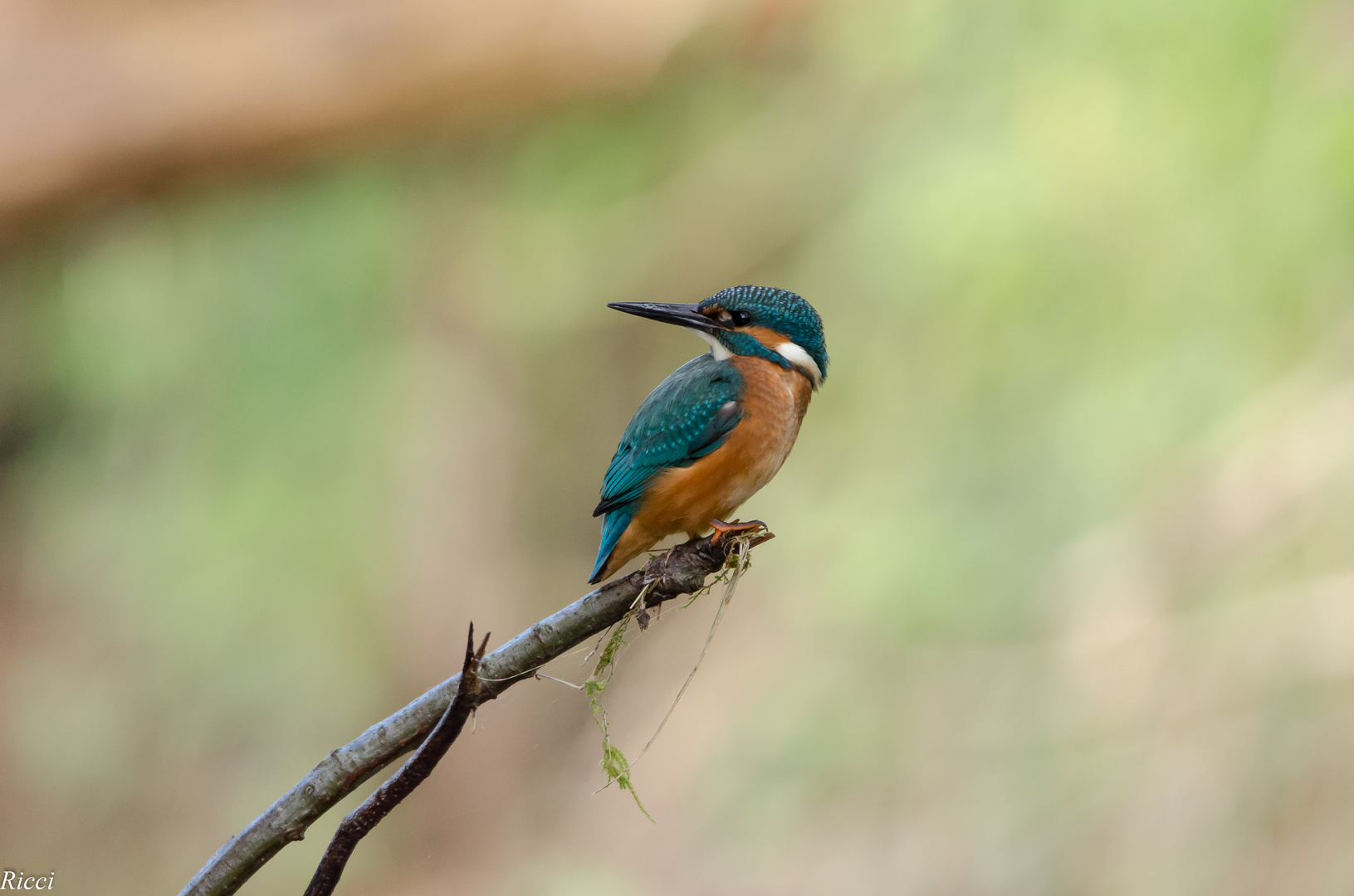 Eisvogel