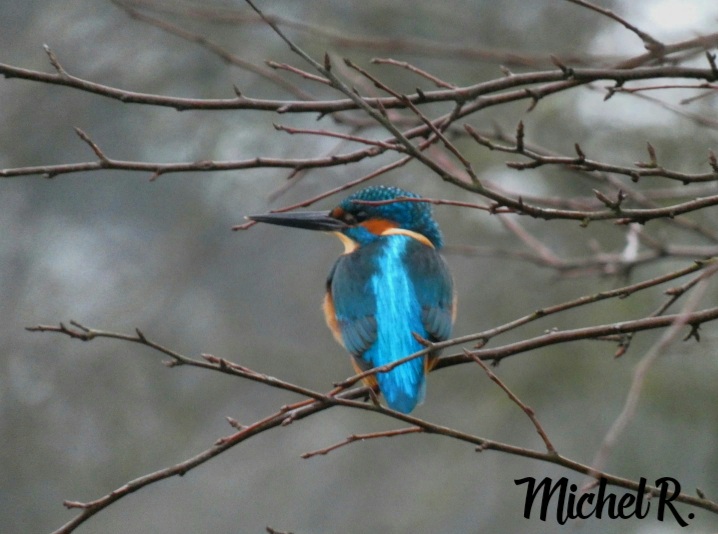 Eisvogel