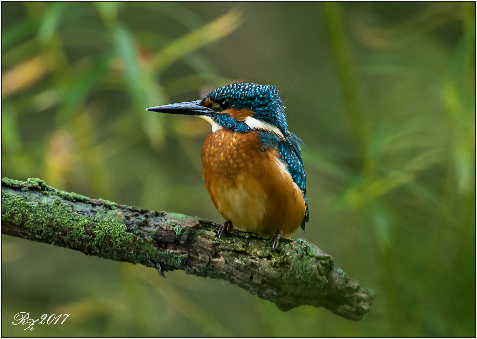 Eisvogel