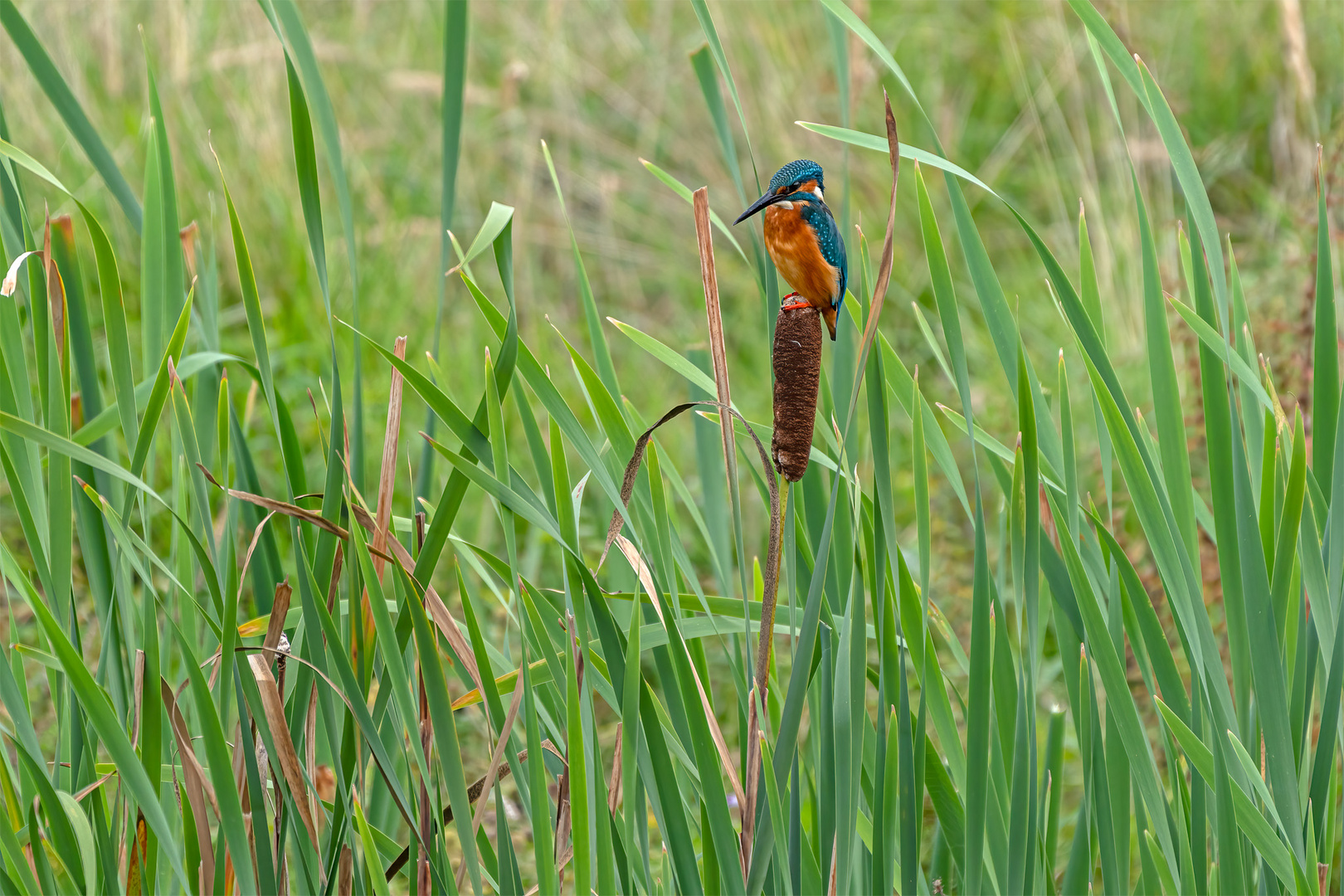 Eisvogel 141