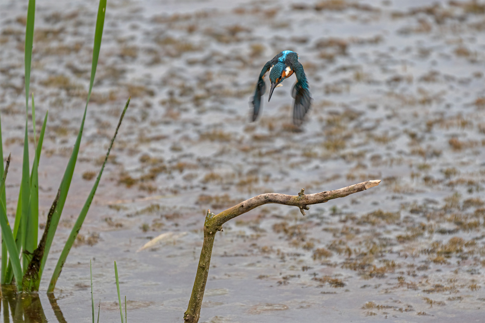 Eisvogel 145