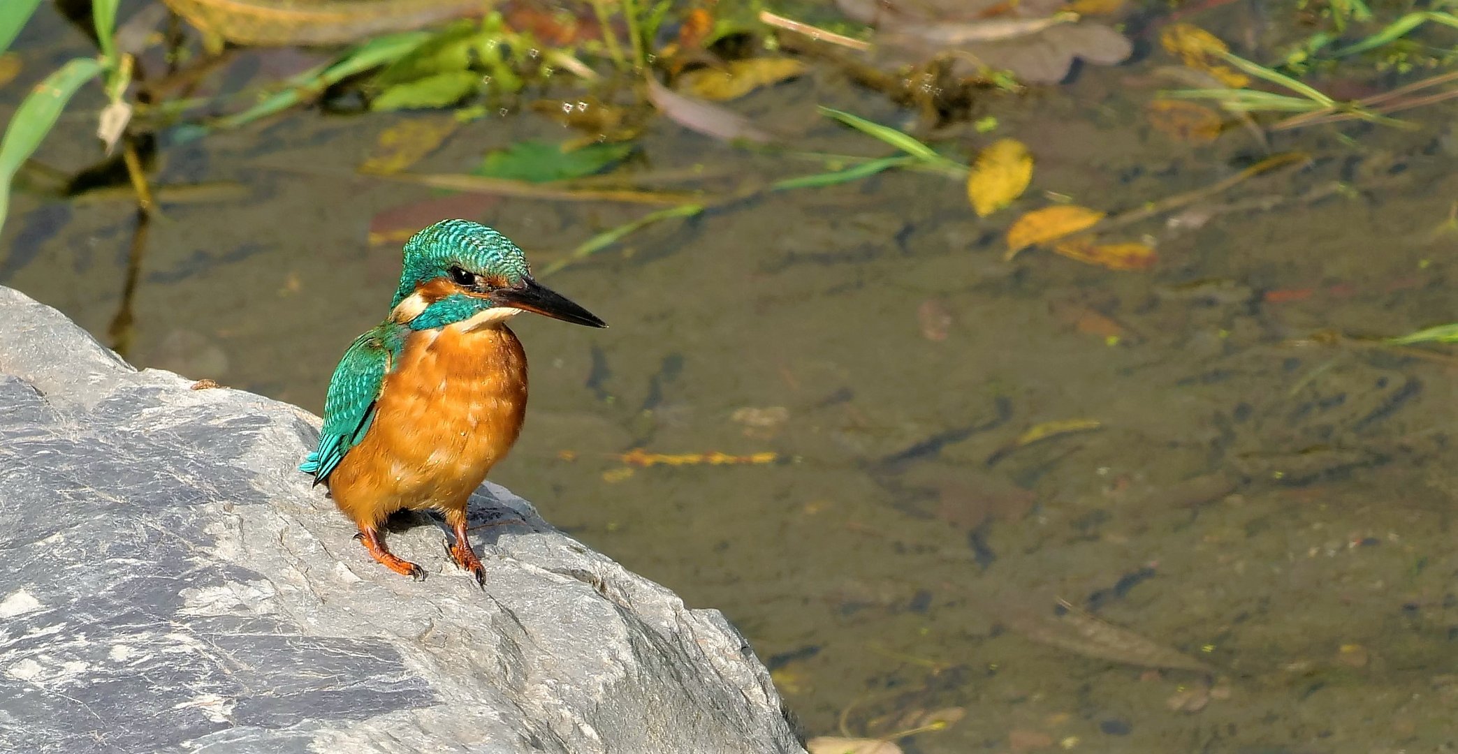 Eisvogel