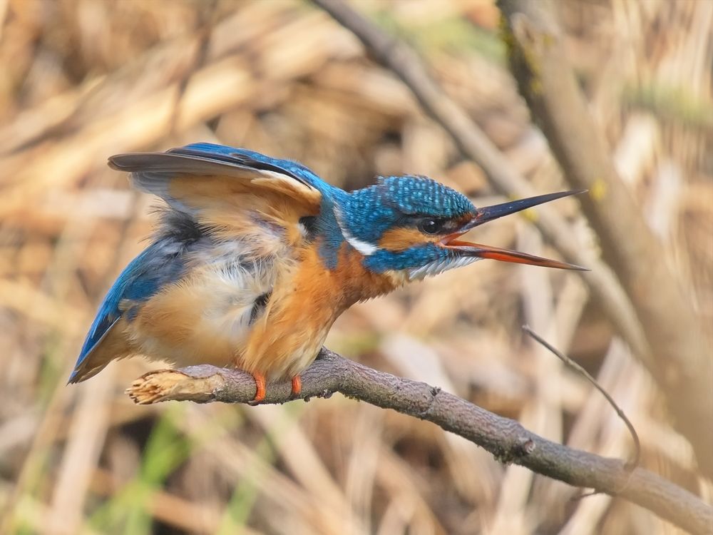 Eisvogel 1/5 - Wo bleibt mein Fisch!?!