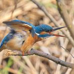 Eisvogel 1/5 - Wo bleibt mein Fisch!?!