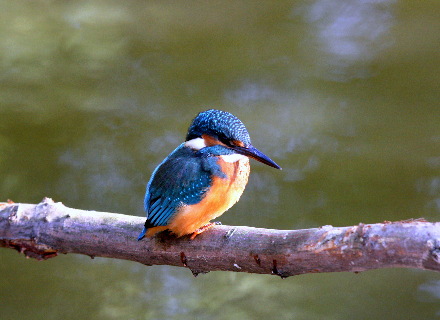 Eisvogel