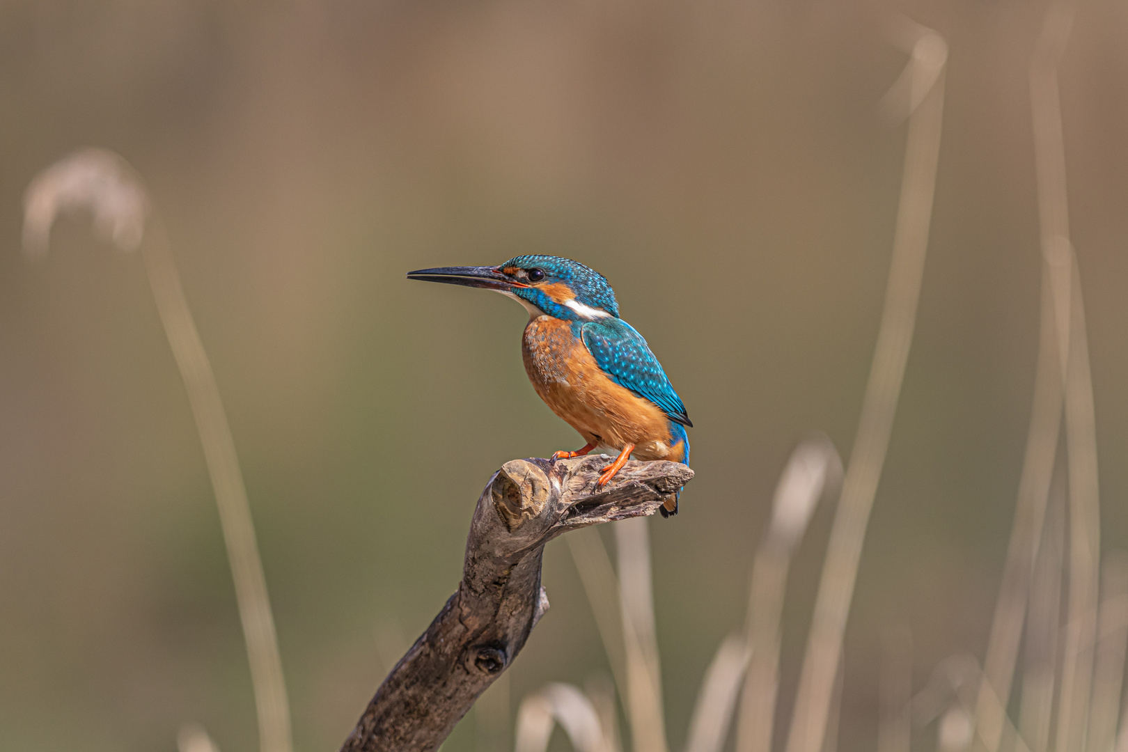 Eisvogel