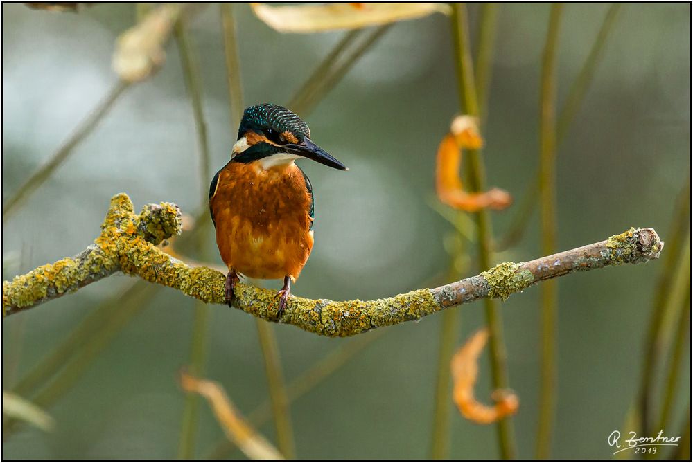 Eisvogel