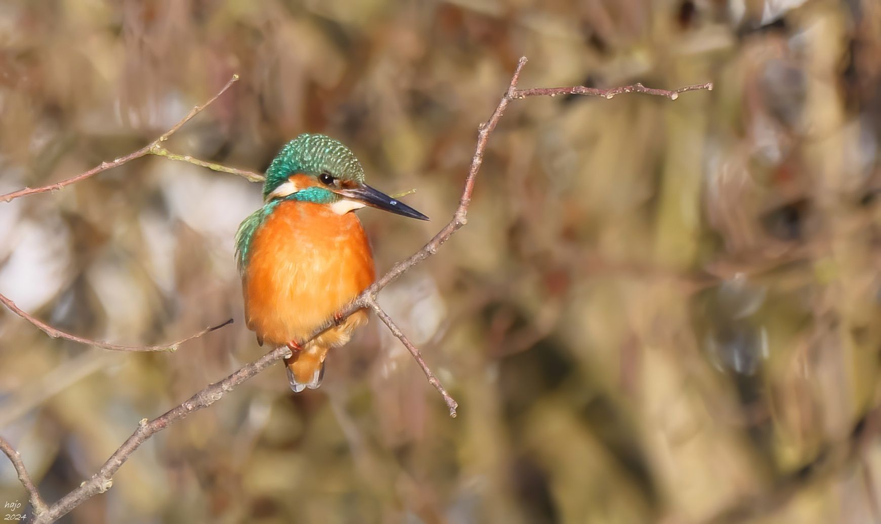 * Eisvogel *