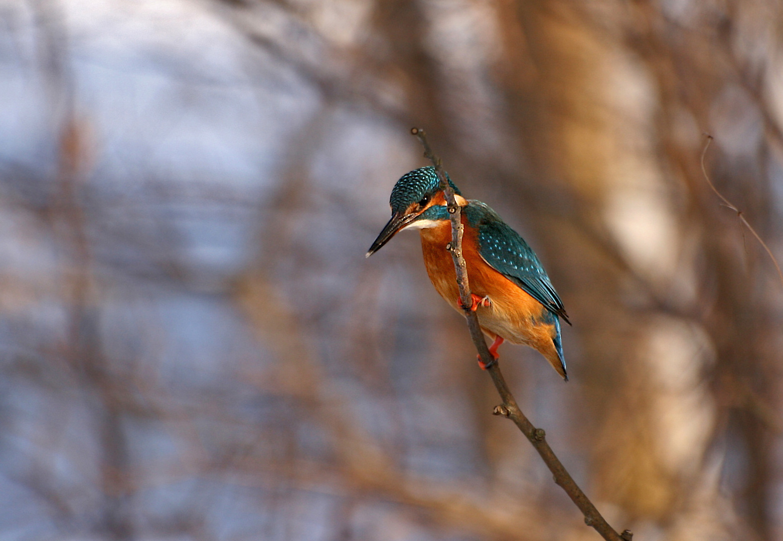 Eisvogel