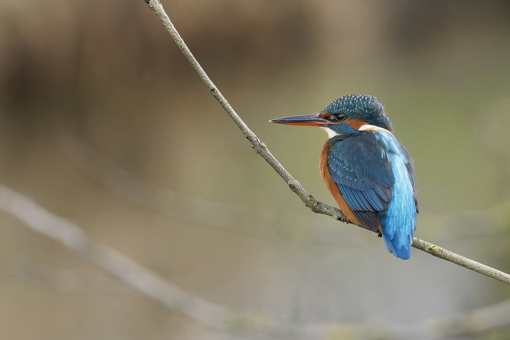 Eisvogel 16.12.23