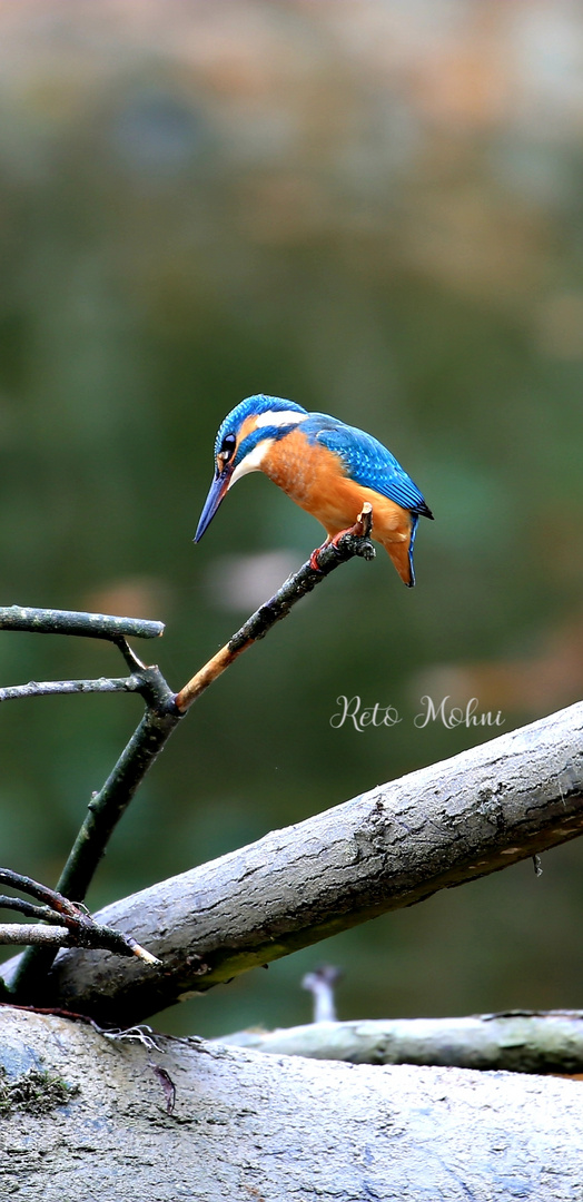 Eisvogel