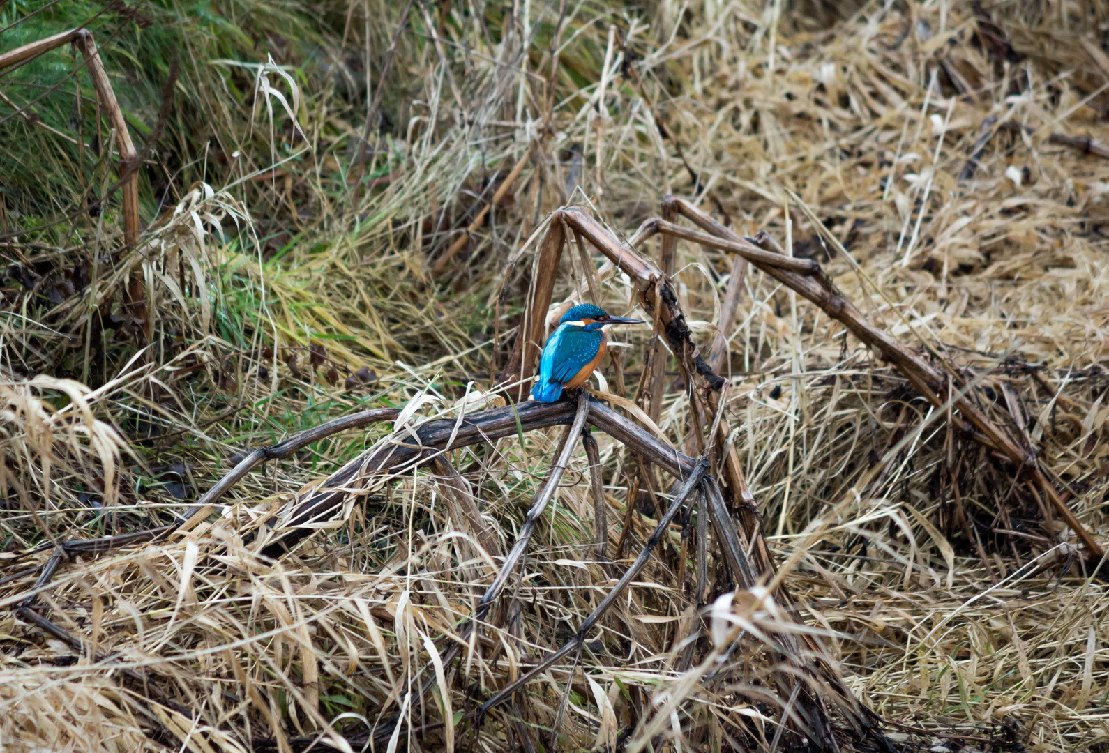 Eisvogel