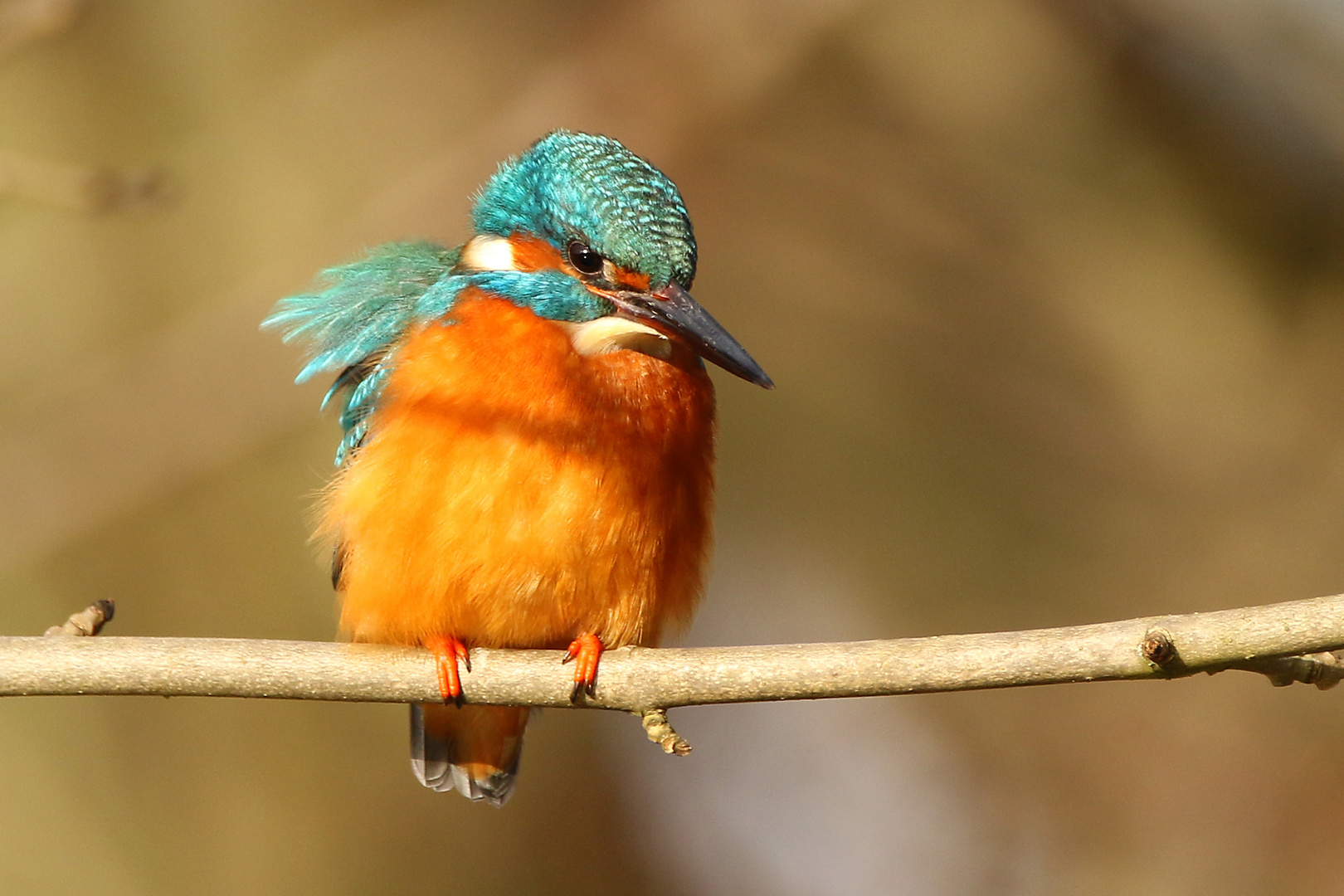 Eisvogel