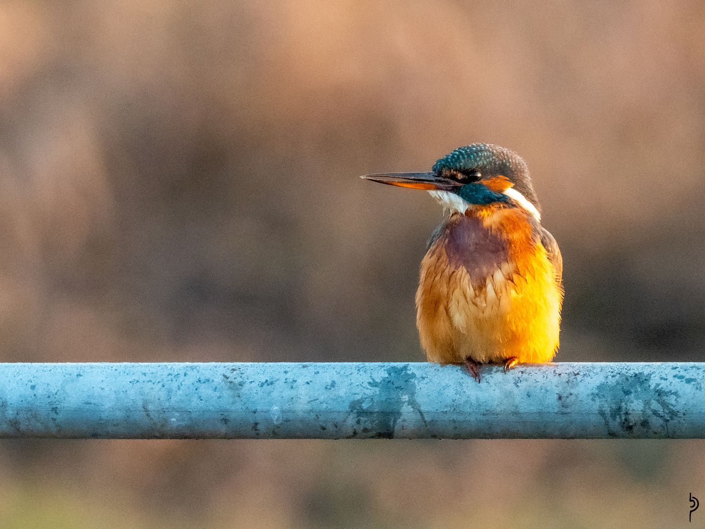 Eisvogel