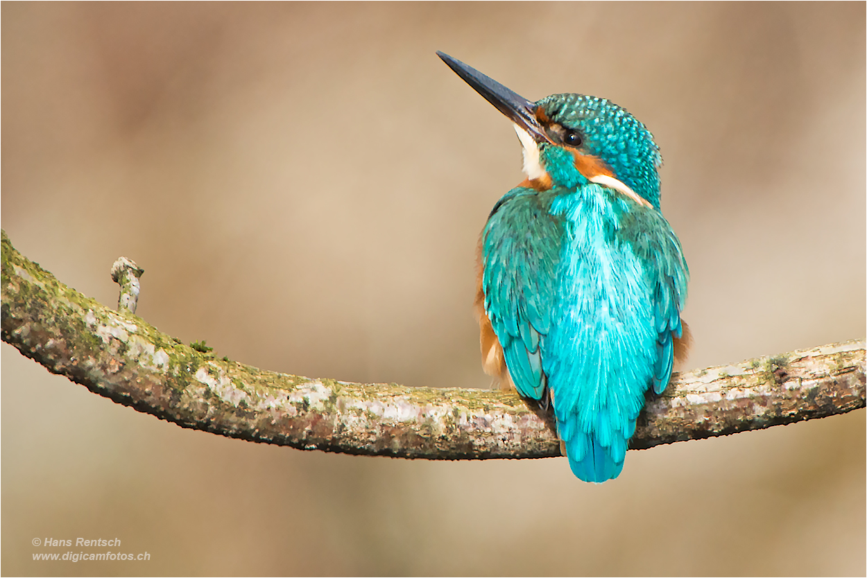 Eisvogel