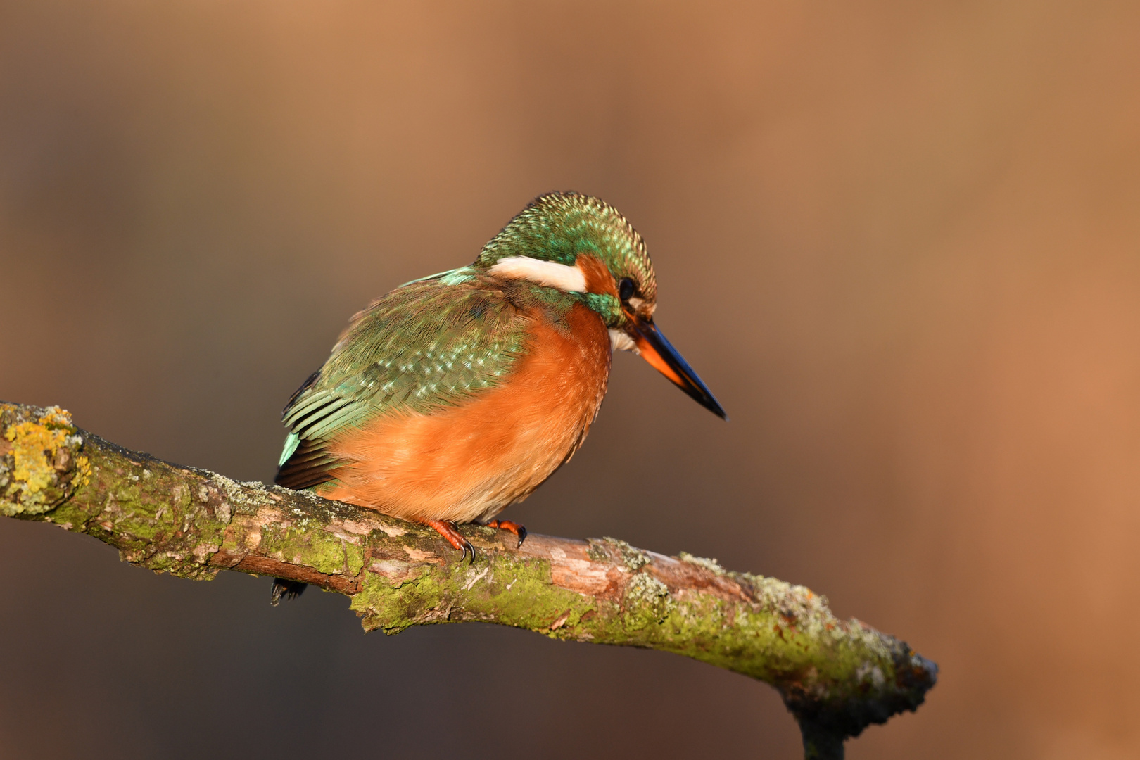 Eisvogel 17.11.2018