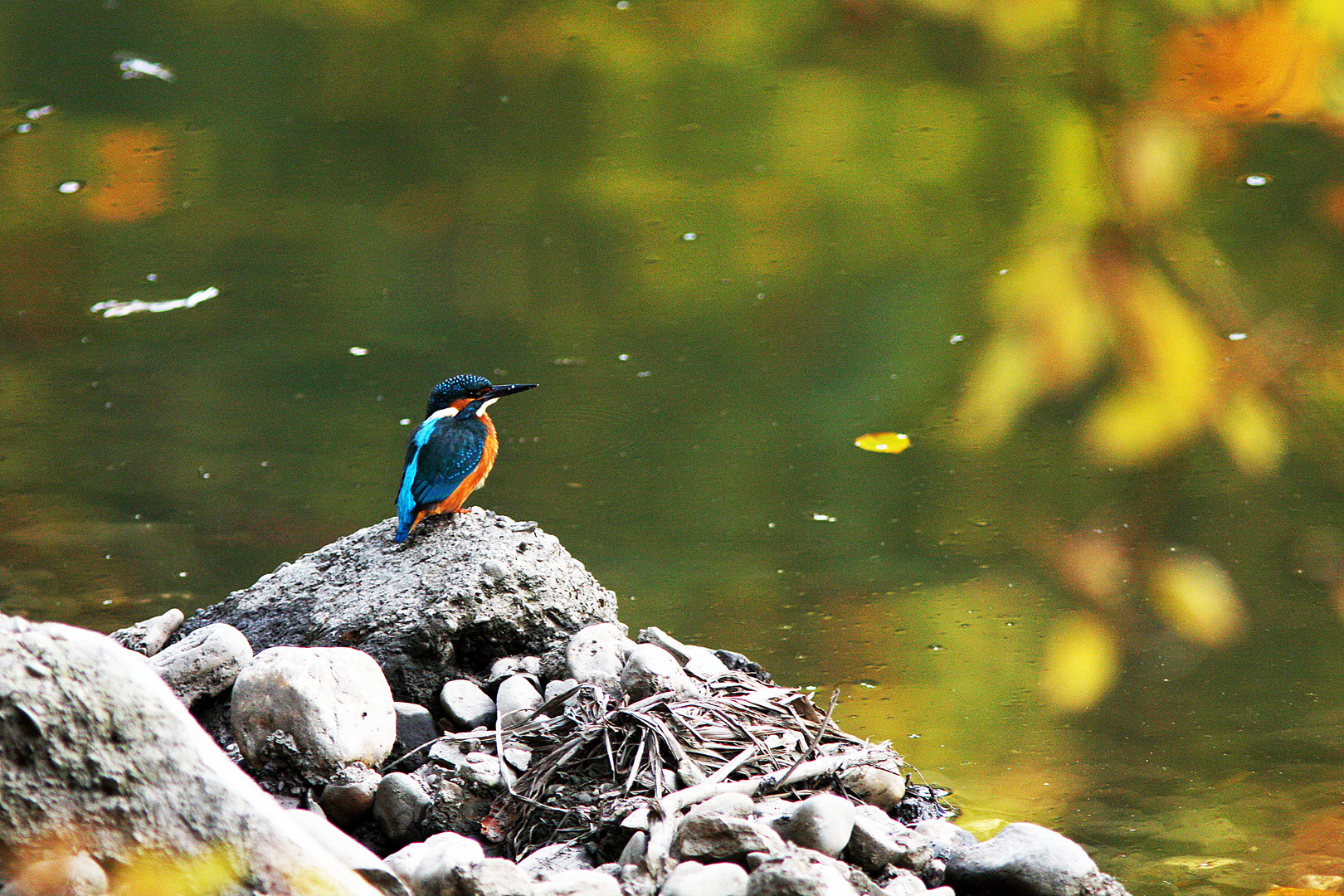 Eisvogel