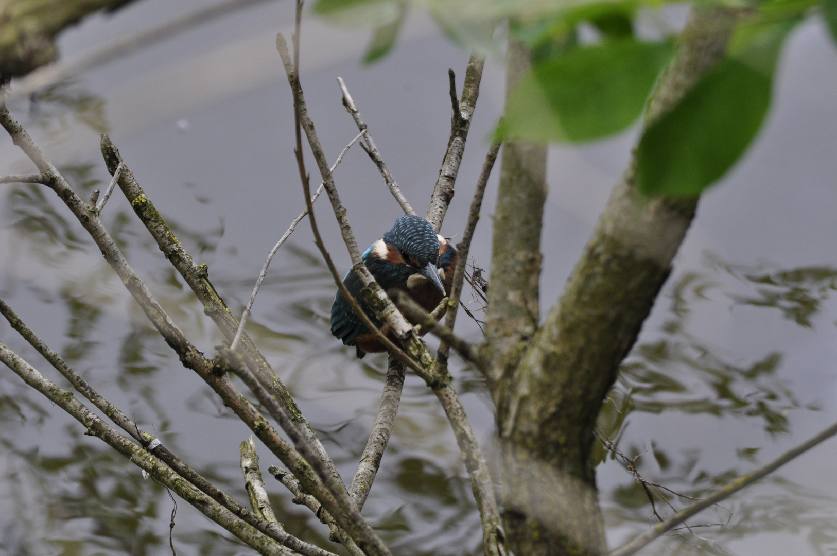 Eisvogel