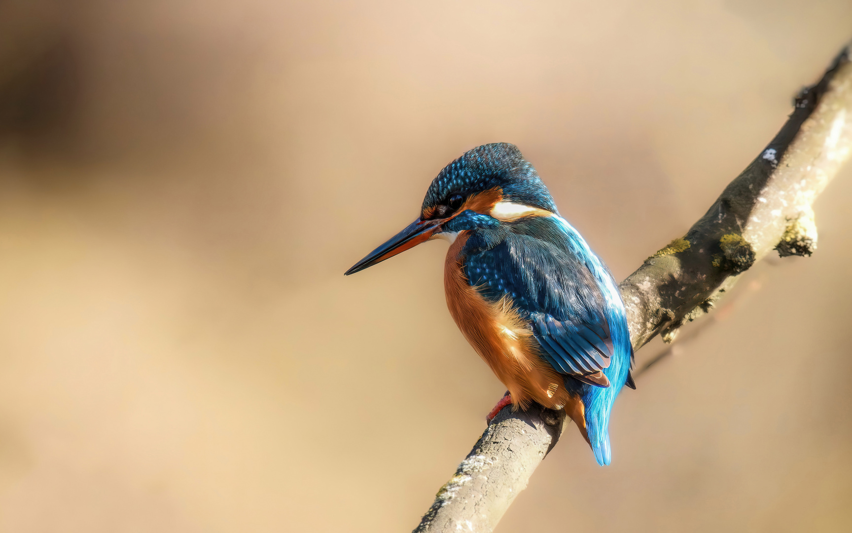 Eisvogel