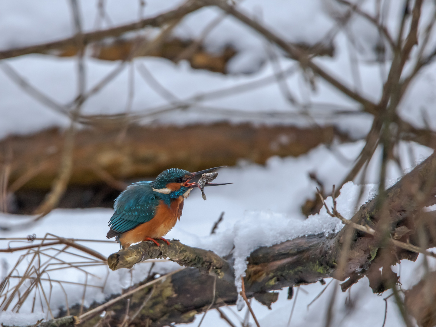 Eisvogel