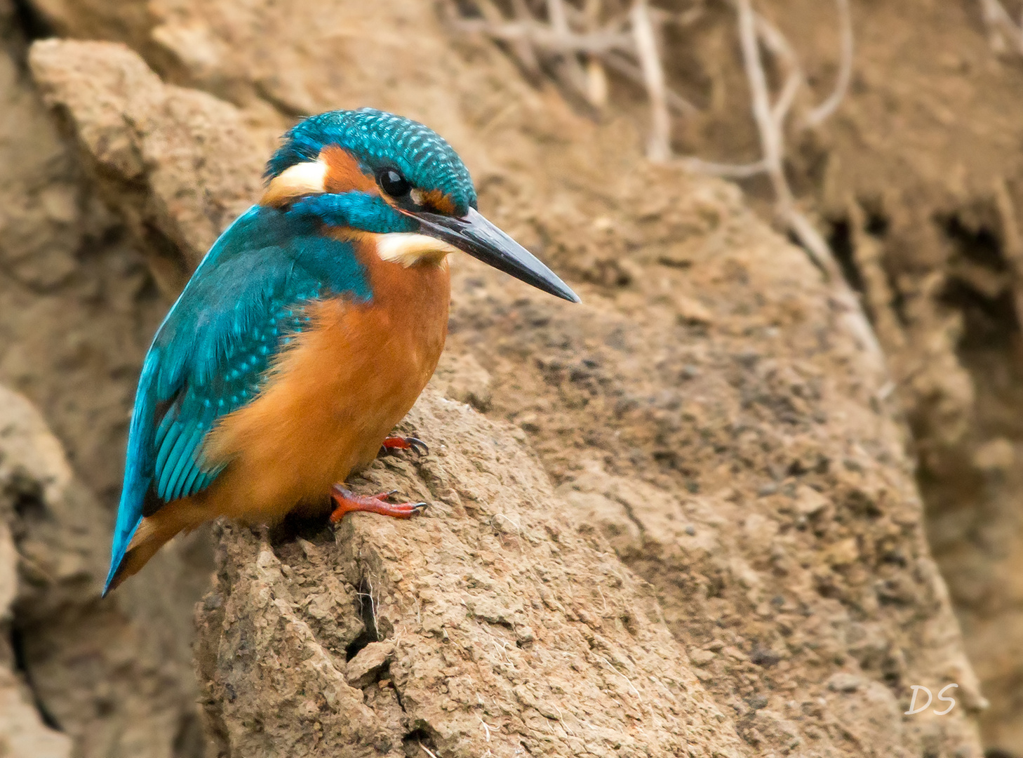 Eisvogel