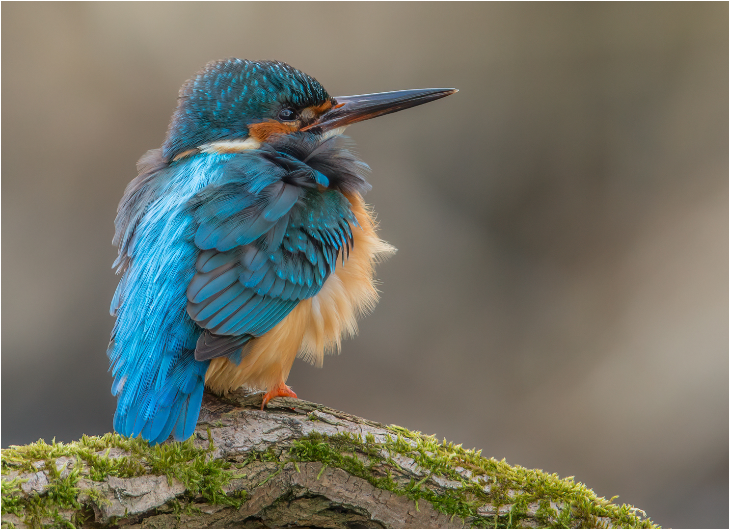 Eisvogel