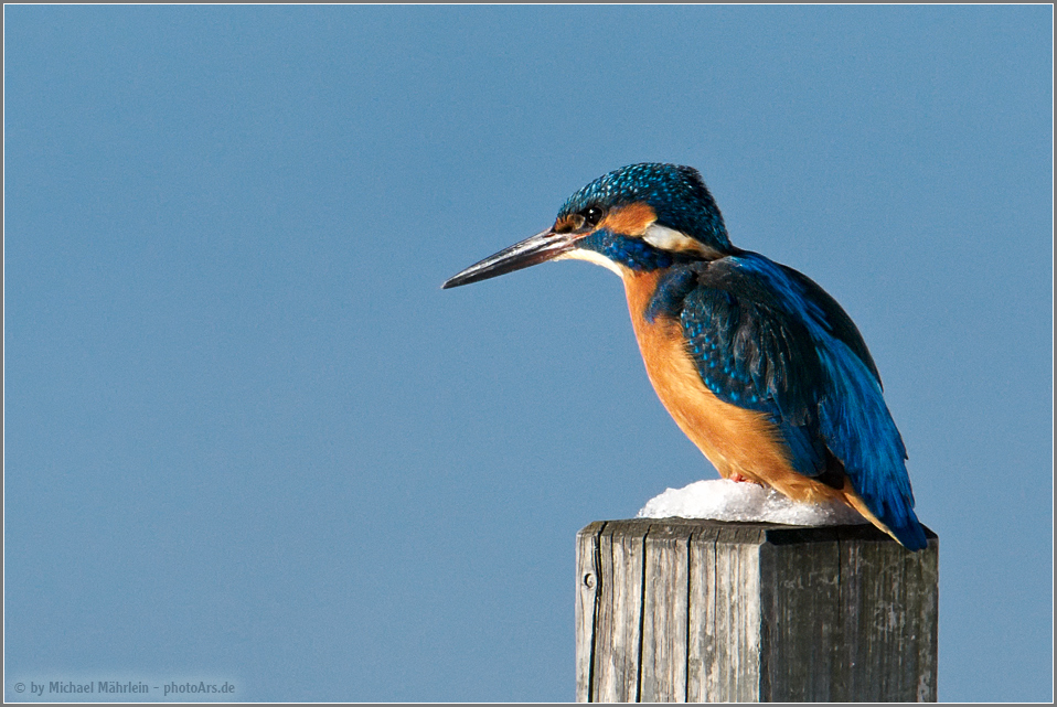 Eisvogel