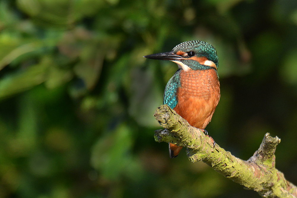 Eisvogel