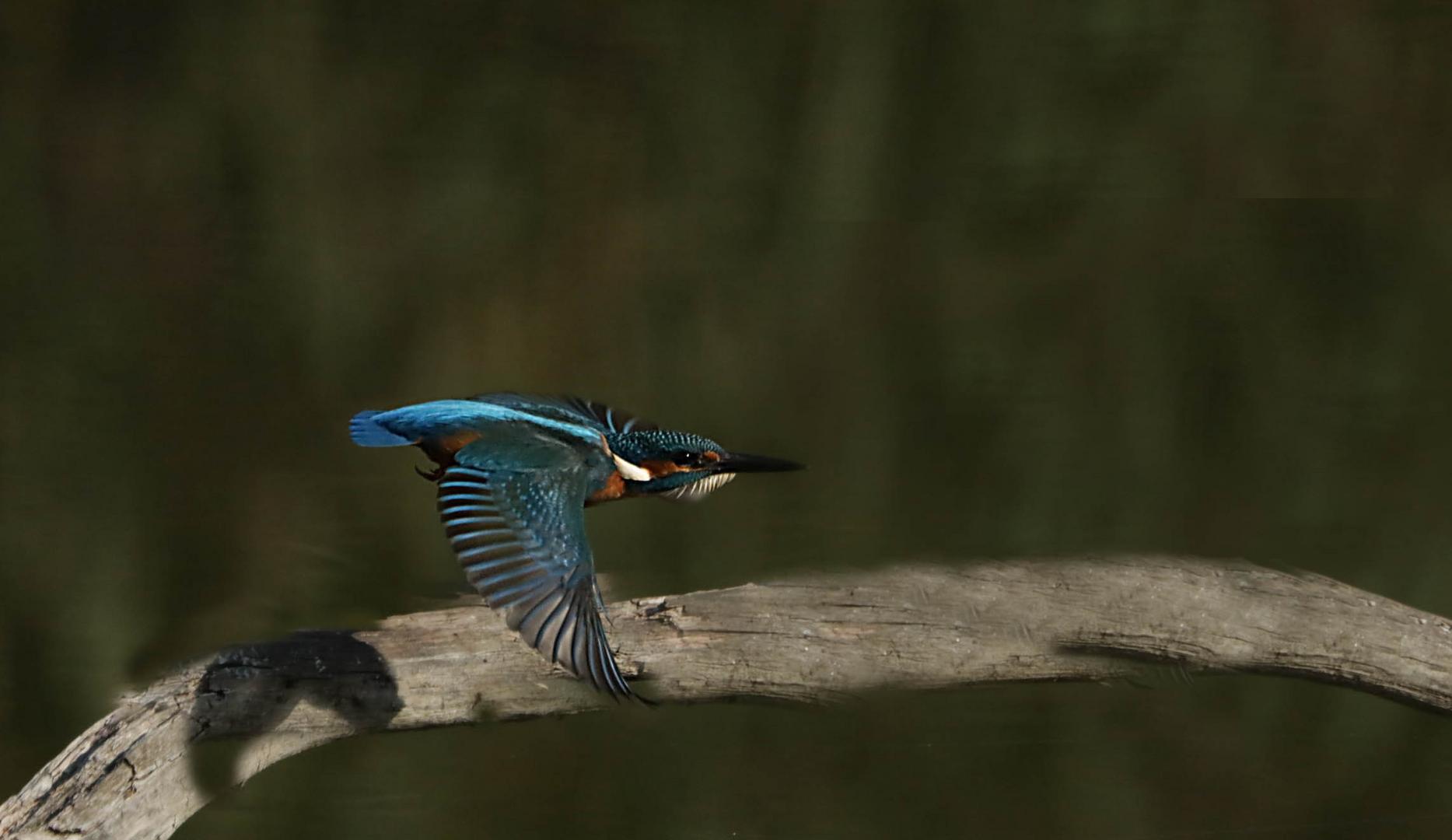 Eisvogel