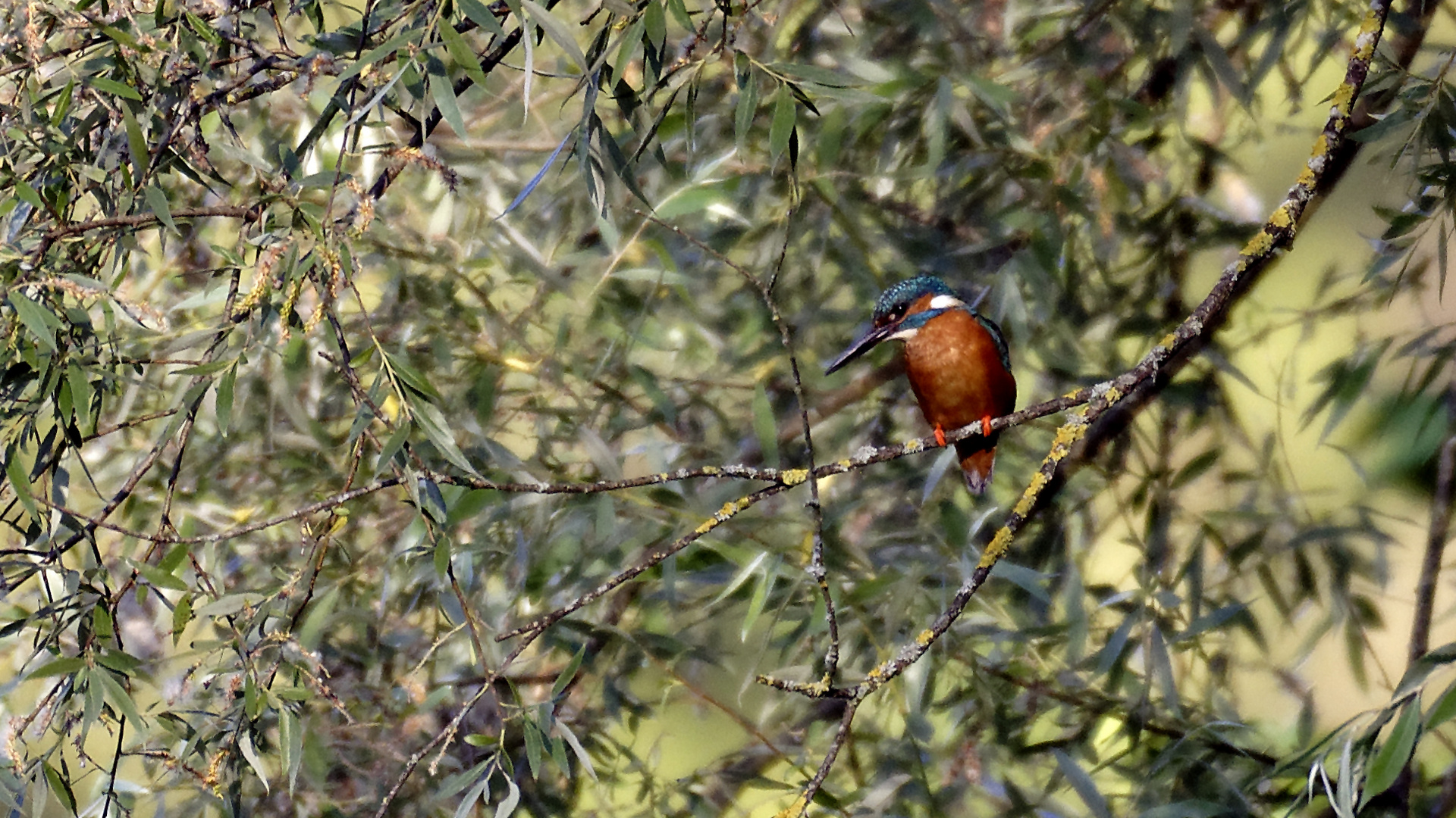 Eisvogel