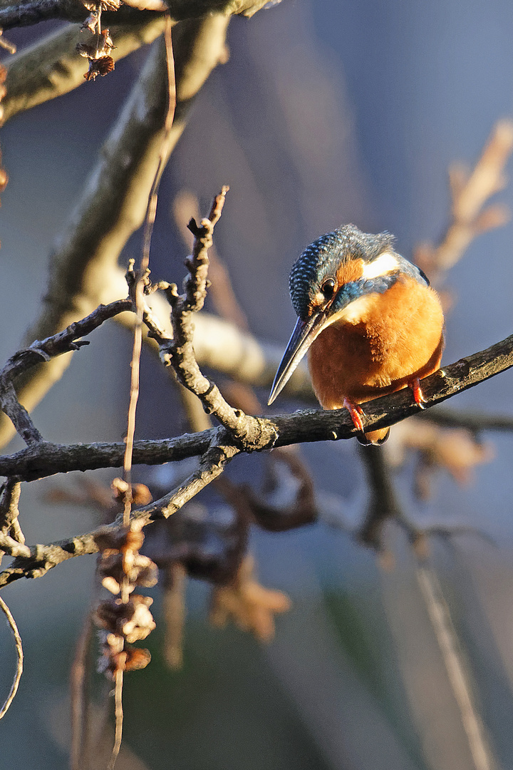 Eisvogel