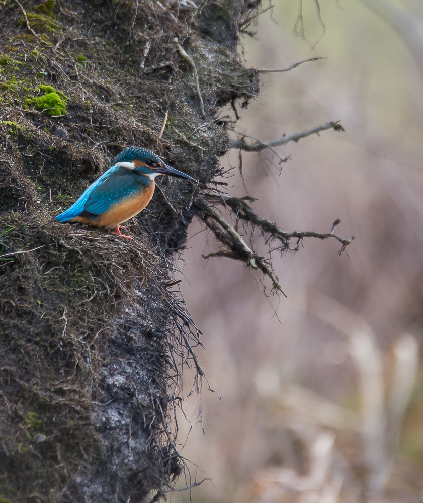 Eisvogel