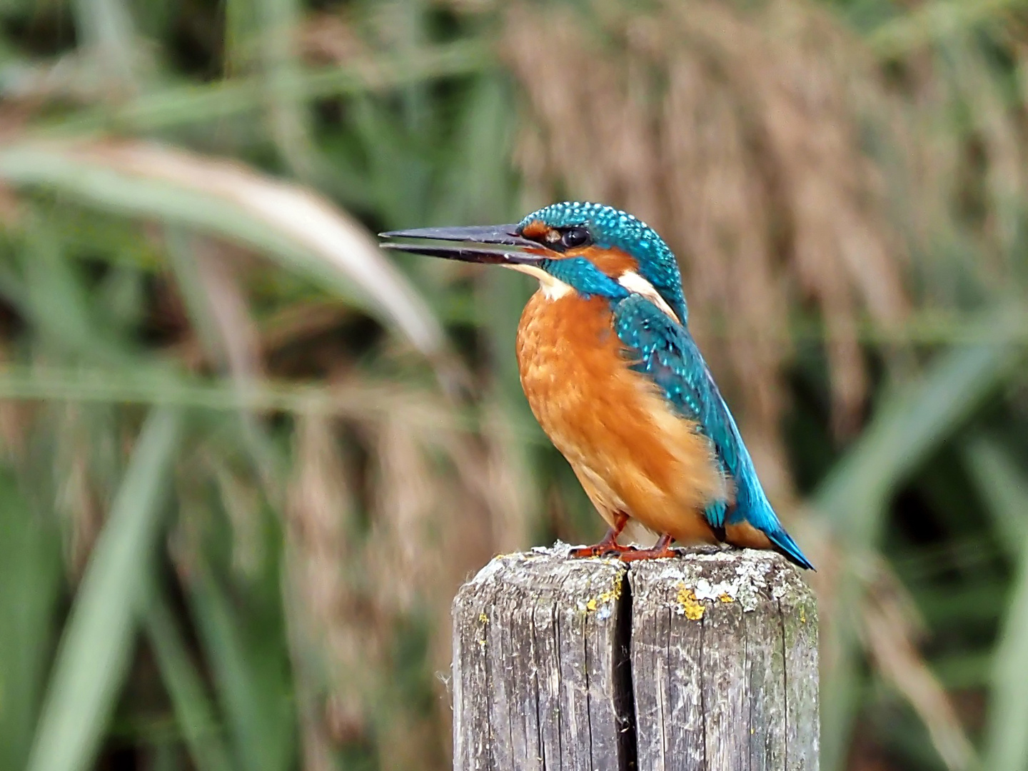 Eisvogel